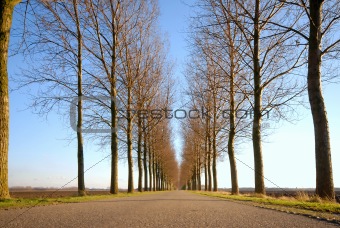 Road and Line of trees 