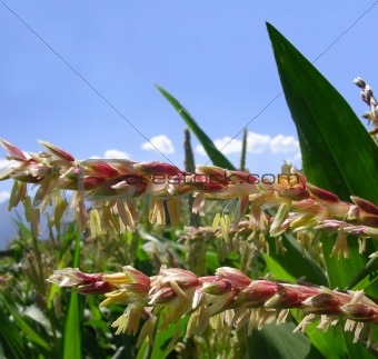 Corn male flowers closeup in the field