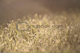 Dreamy meadow background