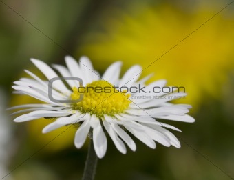 Closeup of a daisy with copy space