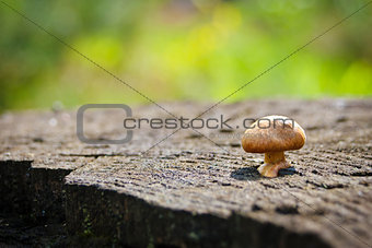 mushroom hallucinogen