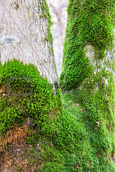 Moss growing on tree in forest