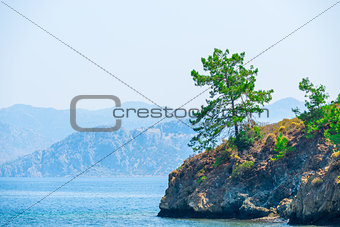 lush pine growing on the rocks by the sea