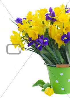 spring narcissus, tulips and irises