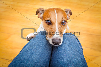 dog begging on lap
