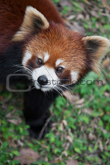 Red panda Ailurus fulgens, also known as Lesser Panda