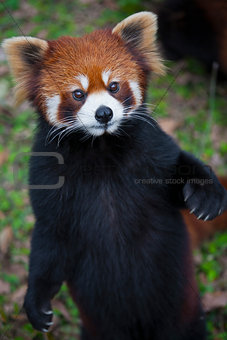 Red panda Ailurus fulgens, also known as Lesser Panda