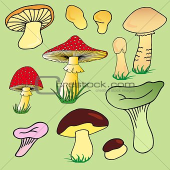 Various mushroom collection 02