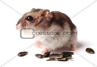 hamster with grain on white background