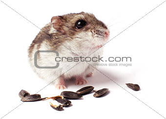 hamster with grain on white