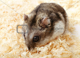Djungarian hamster in sawdust