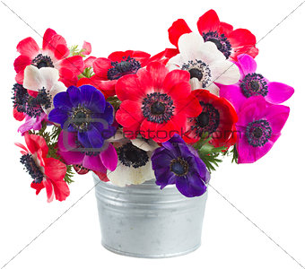 anemone flowers