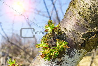 Tree branch with buds in sun beams