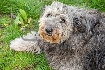 Portrait of shaggy gray dog thrown in the street
