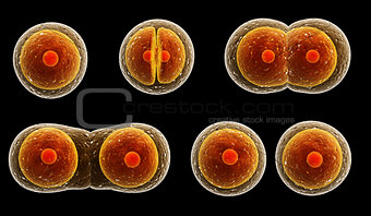 Process division of cell