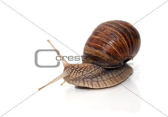 Snail On White