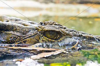 Eyes of the crocodile in water