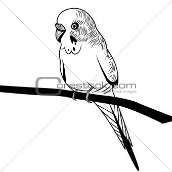 Parrot budgie bird head vector illustration for t-shirt. Sketch tattoo design.