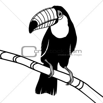 Toucan bird head vector illustration for t-shirt. 