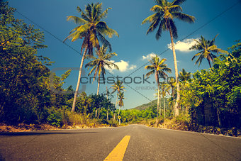 Nice asfalt road with palm trees