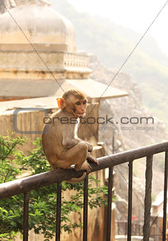 Monkey in Indian temple