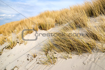 Golden Dune grass on the Baltic Sea