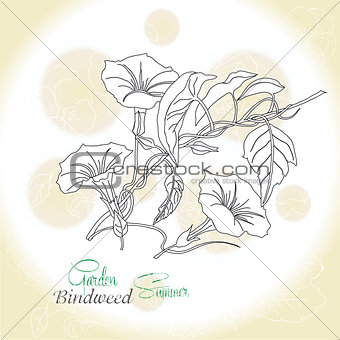 Ochre background  with  bindweed
