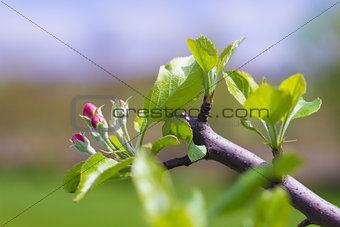 Blooming Apple Tree after Pruning