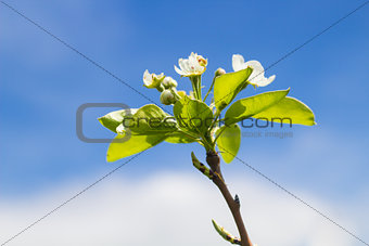 Blooming Pear Tree Branch