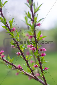 Blooming Peach Tree Branches