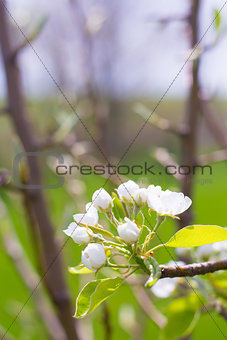 Closeup of a Flowering Plum Tree