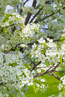 Ornamental Pear Tree Blooming