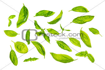 Scattered sweet basil leaves