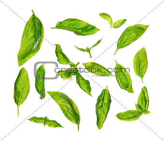 Scattered fresh sweet basil leaves