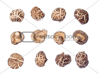 many shiitake mushrooms 