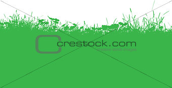 Grassy landscape