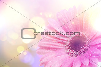 Vintage Gerbera daisy background