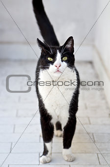 a cute black and white cat walking