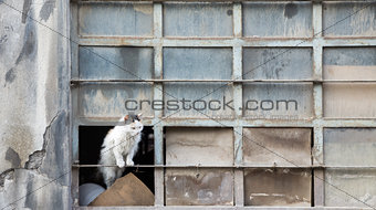 Abandoned cat over warehouse broken window