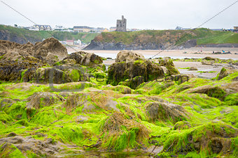 ballybunion castle algae covered rocks