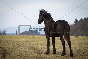 Beauty foal - friesian horse stallion
