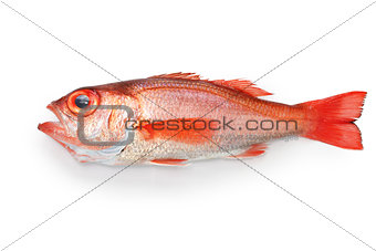 blackthroat seaperch, rosy seabass