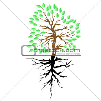 Green Tree with Root