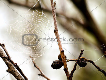 Cobweb on alder bush