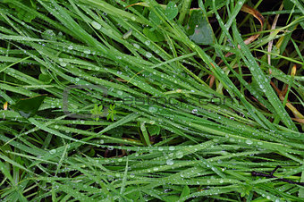 green grass rain