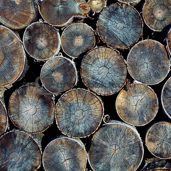 wood logs texture