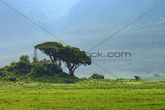 Inside Ngorongoro crater in Tanzania