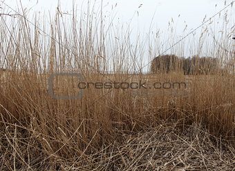 Dry reeds in the wind