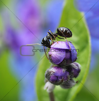 Ant climbing in colorful spring flower
