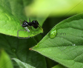 Ant among moist green garden leaves